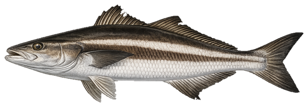 Cobia