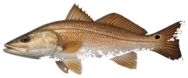 Redfish