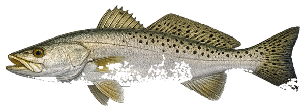 Seatrout