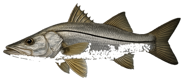 Snook